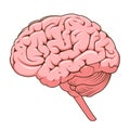 Structure of human brain schematic vector Royalty Free Stock Photo