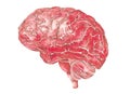 Structure of the human brain. Side Lateral view. Medical watercolor anatomy illustration. Hand drawn elegant anatomical