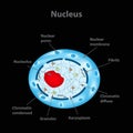 The structure of the human cell nucleus. Infographics. illustration Royalty Free Stock Photo