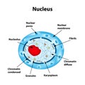 The structure of the human cell nucleus. Infographics. Royalty Free Stock Photo
