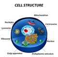 Structure of human cells. Organelles. The core nucleus, endoplasmic reticulum, Golgi Royalty Free Stock Photo