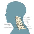Structure of human cervical spine schematic vector Royalty Free Stock Photo