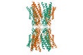 Structure of the human connexin-26 dodecamer, 3D cartoon model