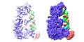 Structure of human dicer (blue) complexed with RISC-loading complex subunit TARBP2 (pink) and pre-miRNA