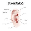 the structure of the human ear, auricle Royalty Free Stock Photo