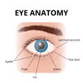 structure of the human eye with description