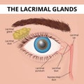 Structure of the human eye and lacrimal glands Royalty Free Stock Photo