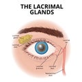 Structure of the human eye and lacrimal glands