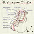 Structure of human hair