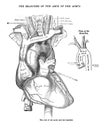 Structure of a human heart from an atlas of human anatomy isolated on a white background