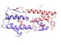 Structure of human interleukin-5 homodimer