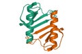 Structure of human interleukin-8 homodimer