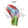 Structure of the human knee joint with the name and description of all sites. Lateral view. Medical science anatomy poster.