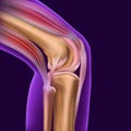 Structure of the human knee joint with a transparent contour of the leg Royalty Free Stock Photo