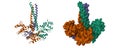 Structure of the human LINE-1 ORF1p trimer