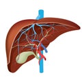 Structure of the human liver.