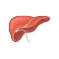 Structure of human liver. Organ of digestion. Biology and physiology concept. Graphic design for book, infographic or
