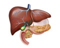 structure of the human liver