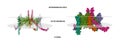 Structure of human mitochondrial translocase of outer membrane (TOM) complex.