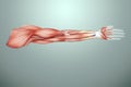 The structure of human muscles on the arm close-up, the biology of the muscular system. Human anotomy concept. 3D illustration, 3D Royalty Free Stock Photo