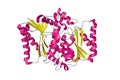 Structure of human quinone reductase 2. Ribbons diagram in secondary structure coloring. 3d illustration