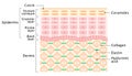 Layers of the Human skin. skin care and health concept