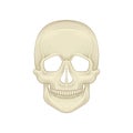 Structure of human skull - bony part of head. Cartoon icon in flat style. Braincase of modern sapiens. Front view