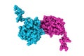 Structure of human sonic hedgehog N-terminal domain. Space-filling molecular model. 3d illustration