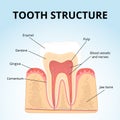 Structure of human teeth