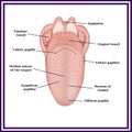 The structure of human tongue Royalty Free Stock Photo