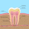 Structure of the human tooth. The tooth is incised in the gum, with nerves and blood vessels. Infographics in dentistry with the Royalty Free Stock Photo