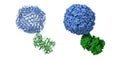 Structure of human transferrin receptor 1 (green) - H-ferritin (blue) complex Royalty Free Stock Photo