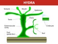 Structure of a hydra