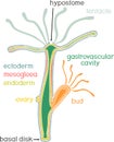 Structure of Hydra. Cross-section of Hydra Polyp. Educational material for lesson of zoology