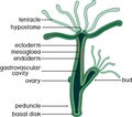 Structure of Hydra.