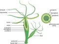 Structure of Hydra. Cross-section of Hydra Polyp.