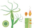 Structure of Hydra. Cross-section of Hydra Polyp. Educational material for lesson of zoology