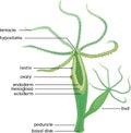 Structure of Hydra. Cross-section of Hydra Polyp.