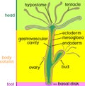 Structure of Hydra.