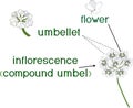 Structure of inflorescence of umbellifer plant with titles Royalty Free Stock Photo