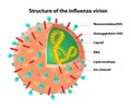 Structure of the influenza virion. Virus. Vector Royalty Free Stock Photo