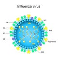 Structure of Influenza virus. Close-up of a Virion anatomy