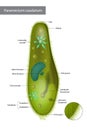 Structure Infusorian of the shoeshoe type or Paramecium caudatum Royalty Free Stock Photo