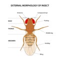 External morphology of insect (fruit fly)