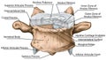 BOARD Structure of an intervertebral disk Segment Royalty Free Stock Photo