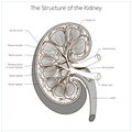 Structure of the kidney medical vector