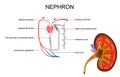 The structure of kidney and nephron