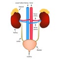 The structure of the kidneys and bladder. Excretory system. Infographics. Vector illustration on isolated background.