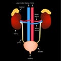 The structure of the kidneys and bladder. Excretory system. Infographics. Vector illustration.