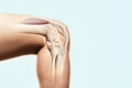 The structure of the knee joint. Royalty Free Stock Photo